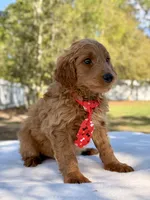 Arthur , a male Miniature Goldendoodle for sale in Frostproof, FL – Photo 4 of 10