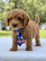 Theodore - F1b Mini Goldendoodle male , a male Miniature Goldendoodle for sale in Frostproof, FL – 7 of 10