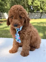 Simba - Mini, a male Miniature Goldendoodle for sale in Frostproof, FL – 7 of 10