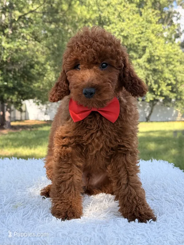 Oscar - Mini – Miniature Goldendoodle puppy for sale in Frostproof, FL