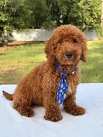 Peanut - Toy, a male Miniature Goldendoodle for sale in Frostproof, FL – 8 of 10