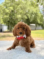 Phoenix - Mini , a male Miniature Goldendoodle for sale in Frostproof, FL – 6 of 8