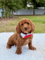Phoenix - Mini , a male Miniature Goldendoodle for sale in Frostproof, FL – 2 of 8