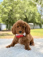 Phoenix - Mini , a male Miniature Goldendoodle for sale in Frostproof, FL – 5 of 8