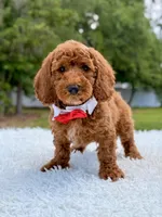 Phoenix - Mini , a male Miniature Goldendoodle for sale in Frostproof, FL – 7 of 8