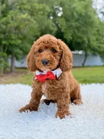 Phoenix - Mini , a male Miniature Goldendoodle for sale in Frostproof, FL – 3 of 8
