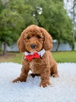 Phoenix - Mini , a male Miniature Goldendoodle for sale in Frostproof, FL – 8 of 8