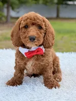 Phoenix - Mini , a male Miniature Goldendoodle for sale in Frostproof, FL – 1 of 8