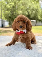 Phoenix - Mini , a male Miniature Goldendoodle for sale in Frostproof, FL – 4 of 8