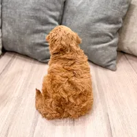 Candy - F1bb Mini Goldendoodle , a female Miniature Goldendoodle for sale in Frostproof, FL – 5 of 5