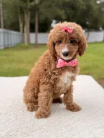 Cielo , a female Cavapoo for sale in Frostproof, FL – 7 of 9