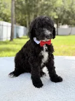 Snow - Standard Goodendoodle, a male Goldendoodle for sale in Frostproof, FL – 3 of 10
