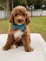 Hero , a female Goldendoodle and Miniature Goldendoodle for sale in Frostproof, FL – 5 of 10