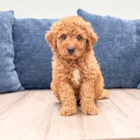 Colby - F1bb Mini Goldendoodle , a male Miniature Goldendoodle for sale in Frostproof, FL – 1 of 5