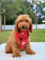 Thiago , a male Goldendoodle and Miniature Goldendoodle for sale in Frostproof, FL – 3 of 10