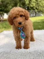 Manny , a male Miniature Goldendoodle for sale in Frostproof, FL – 2 of 10