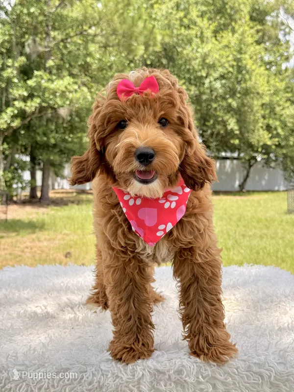 Harmony  – Miniature Goldendoodle puppy for sale in Frostproof, FL