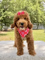 Harmony , a female Miniature Goldendoodle for sale in Frostproof, FL – 1 of 10