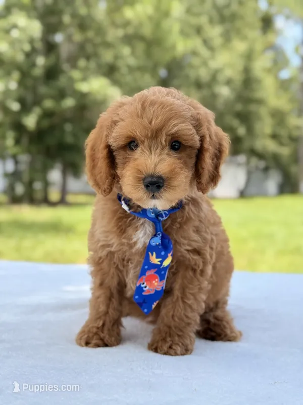 Theodore - F1b Mini Goldendoodle male  – Miniature Goldendoodle puppy for sale in Frostproof, FL