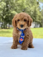 Theodore - F1b Mini Goldendoodle male , a male Miniature Goldendoodle for sale in Frostproof, FL – 1 of 10