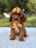 Alice, a female Cavapoo for sale in Frostproof, FL – 2 of 10