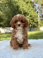 Athena , a female Cavapoo for sale in Frostproof, FL – 9 of 10