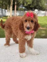 Honey  - F1b Standard , a female Goldendoodle for sale in Frostproof, FL – 3 of 7