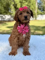 Minnie , a female Miniature Goldendoodle for sale in Frostproof, FL – 3 of 7