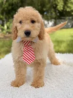 Mathew , a male Miniature Goldendoodle for sale in Frostproof, FL – 6 of 8