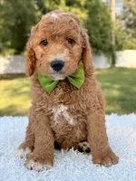 Cooper - Medium , a male Goldendoodle for sale in Frostproof, FL – 8 of 8