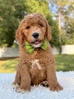 Cooper - Medium , a male Goldendoodle for sale in Frostproof, FL – 7 of 8