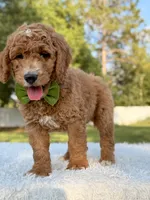 Cooper - Medium , a male Goldendoodle for sale in Frostproof, FL – 3 of 8