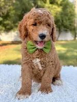 Cooper - Medium , a male Goldendoodle for sale in Frostproof, FL – 2 of 8