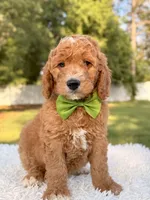 Cooper - Medium , a male Goldendoodle for sale in Frostproof, FL – 1 of 8