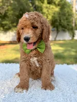 Cooper - Medium , a male Goldendoodle for sale in Frostproof, FL – 4 of 8