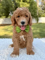 Cooper - Medium , a male Goldendoodle for sale in Frostproof, FL – 5 of 8
