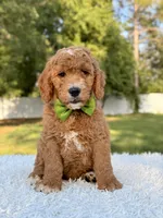 Cooper - Medium , a male Goldendoodle for sale in Frostproof, FL – 6 of 8