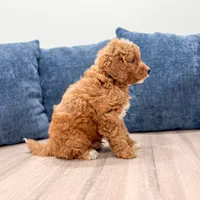 Cash - F1bb Mini Goldendoodle , a male Miniature Goldendoodle for sale in Frostproof, FL – 5 of 5