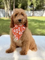 Trevor - F1b Mini Goldendoodle Male, a male Goldendoodle and Miniature Goldendoodle for sale in Frostproof, FL – 8 of 10