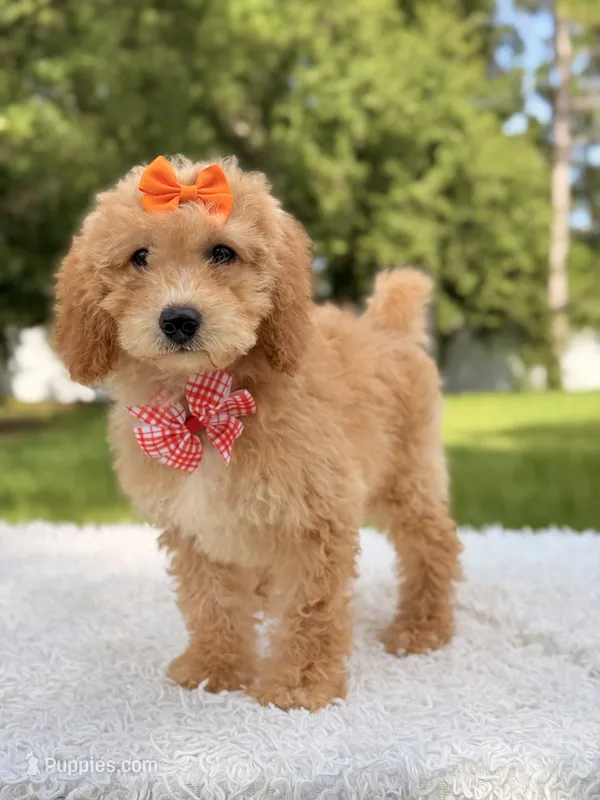 Millie  – Miniature Goldendoodle puppy for sale in Frostproof, FL