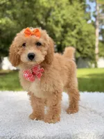 Millie , a female Miniature Goldendoodle for sale in Frostproof, FL – 1 of 10