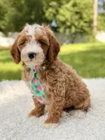 Armani , a male Cavapoo for sale in Frostproof, FL – 10 of 10