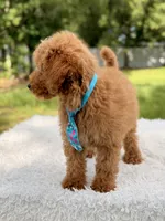 Manny , a male Miniature Goldendoodle for sale in Frostproof, FL – 3 of 10