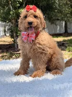 Daisy , a female Miniature Goldendoodle for sale in Frostproof, FL – 8 of 10