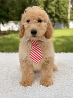 Mathew , a male Miniature Goldendoodle for sale in Frostproof, FL – 5 of 8