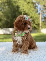 Athena , a female Cavapoo for sale in Frostproof, FL – 3 of 10