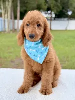Harris , a male Goldendoodle and Miniature Goldendoodle for sale in Frostproof, FL – 8 of 8