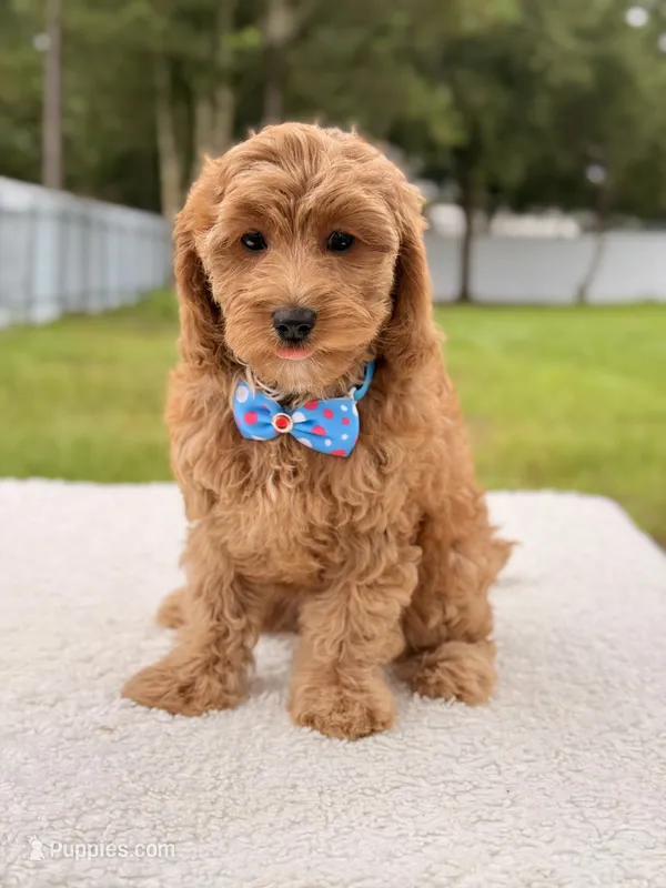 Callie  – Cavapoo puppy for sale in Frostproof, FL