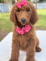 Destiny , a female Goldendoodle for sale in Frostproof, FL – 6 of 10