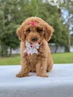 Treasure - F1b Mini Goldendoodle Female , a female Miniature Goldendoodle for sale in Frostproof, FL – 10 of 10